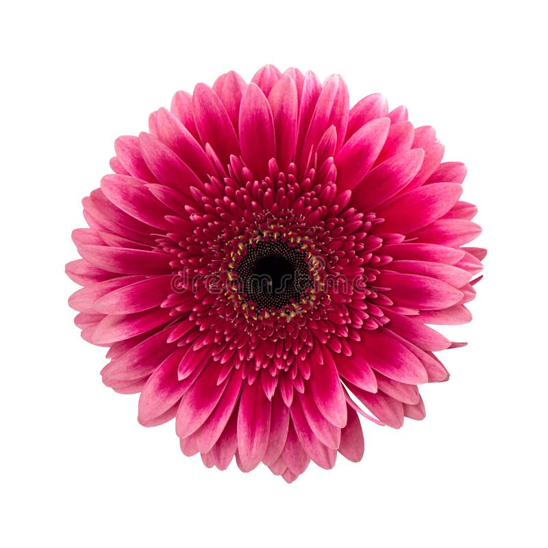 Flower Maroon Orange Daisy Isolated on White Background. Closeup Stock