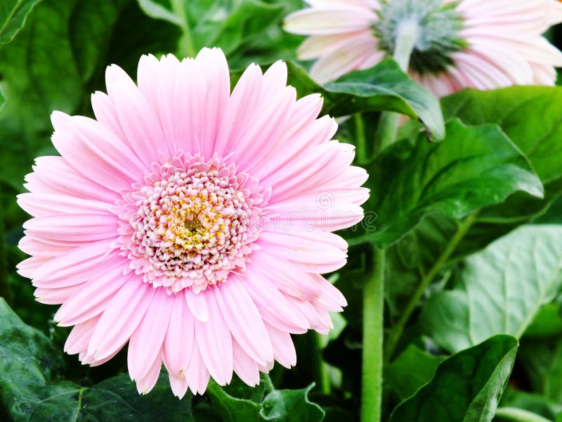Pink Gerbera Daisy Flower on Nature Background Stock Photo Image of