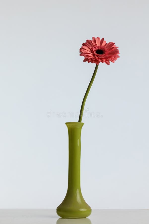 Pink Gerbera Daisy Flower in a Vase Illustrating the Concept of
