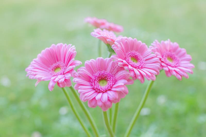 Dark Pink Gerbera Daisies