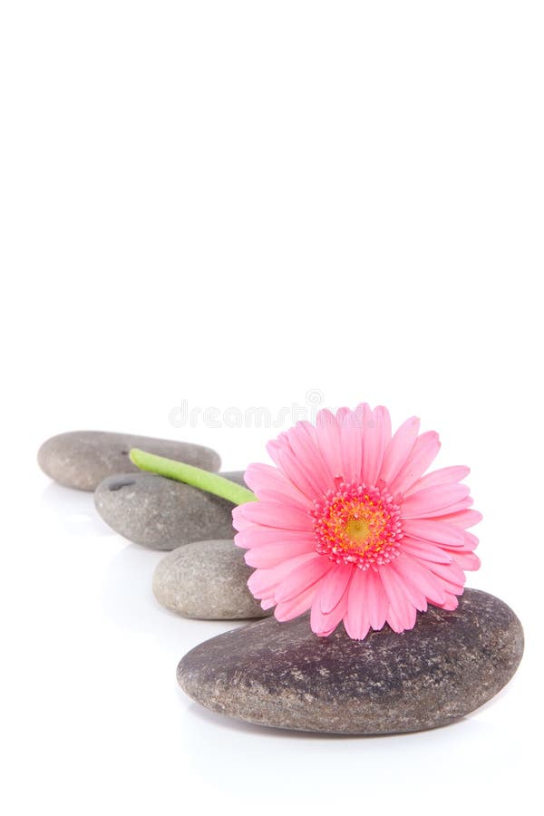 A pink gerbera flower