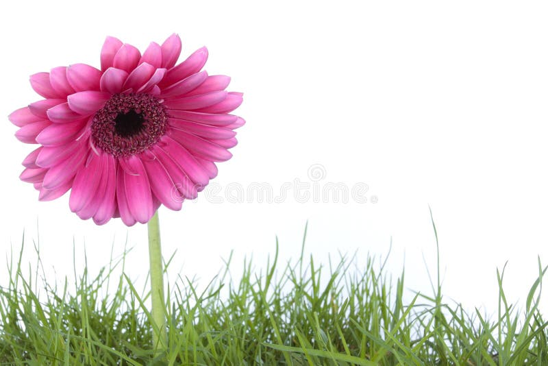 Pink Gerbera flower and grass isolated on white