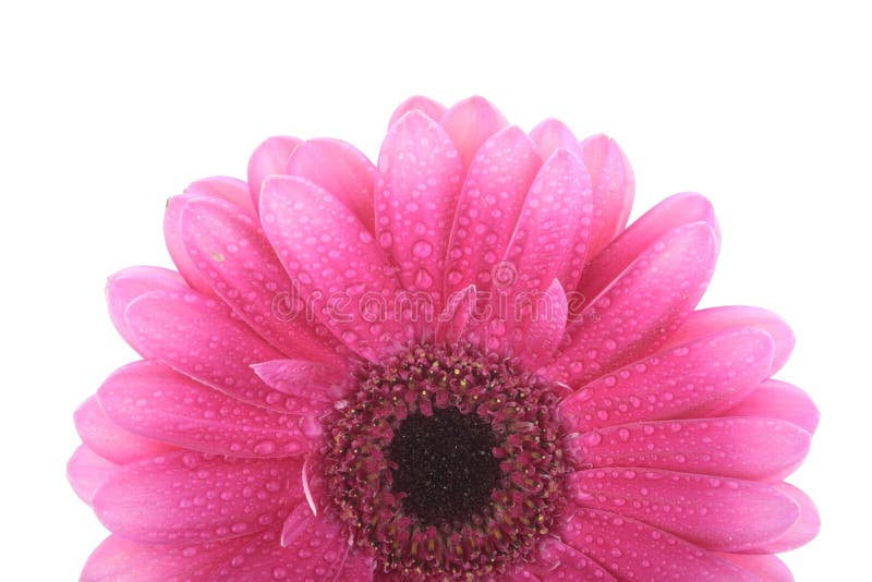 Pink Gerbera flower isolated on white