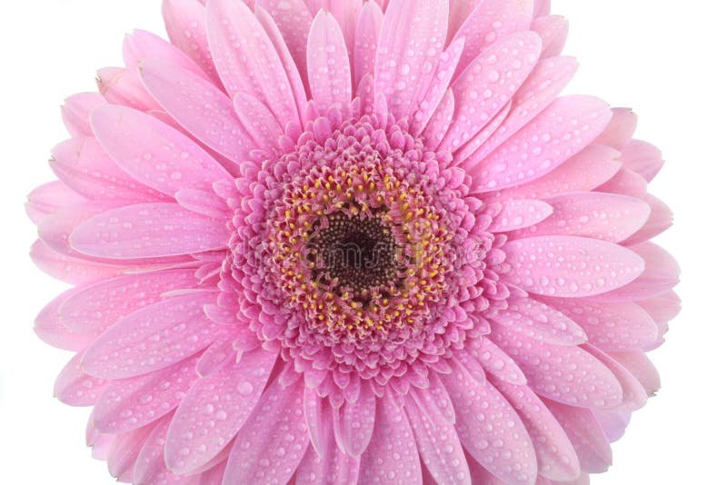 Pink Gerbera flower isolated on white