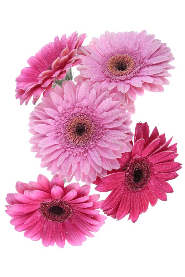 Pink Gerbera flower isolated on white