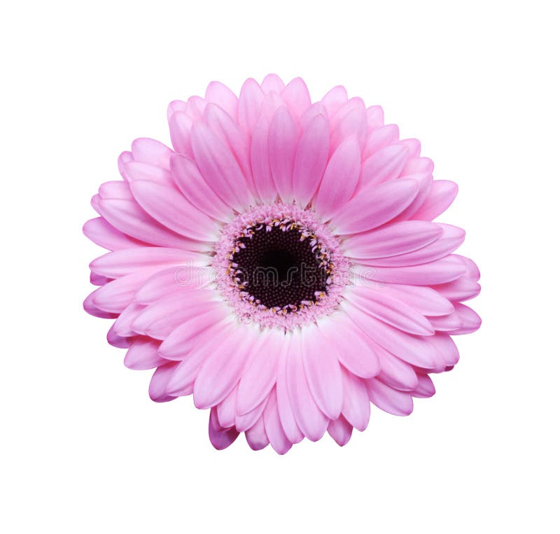 Pink gerbera with path