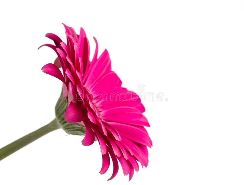 Pink Gerbera