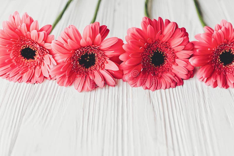 Pink gerbera on white wooden background, space for text. Floral