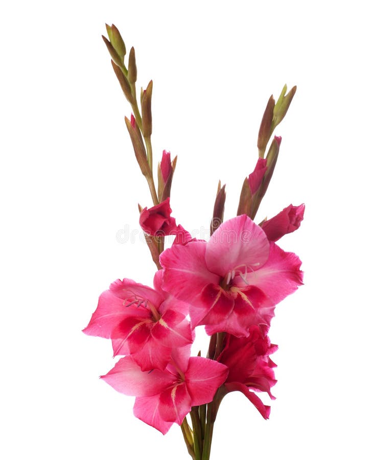 Pink gladiolus