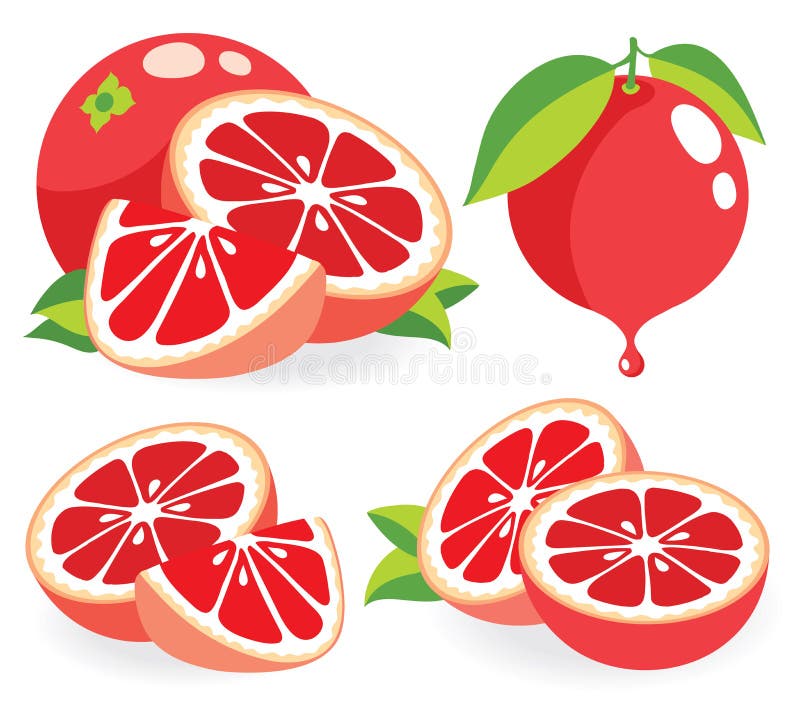 Pink Grapefruits Vector Illustrations Stock Vector - Illustration of