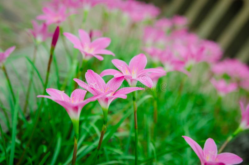Pink grass flower stock photo. Image of color, grass 57540916
