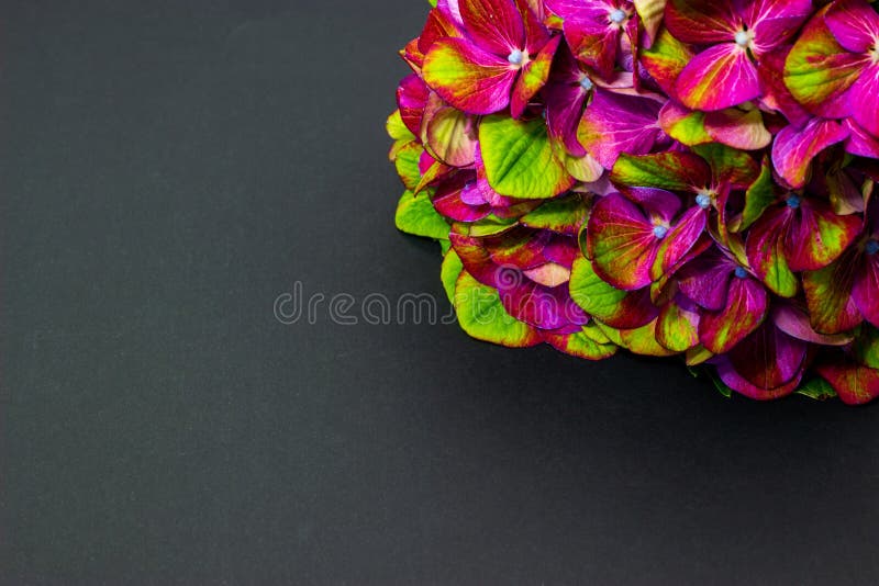 30 458 Green Hydrangea Photos Free Royalty Free Stock Photos From Dreamstime