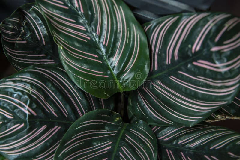 Pink and Green Leaf Texture Stock Photo Image of texture, house