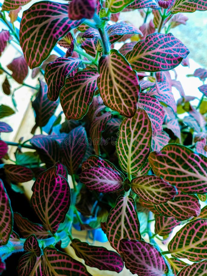 Pink and Green Leaves Background Stock Photo Image of green