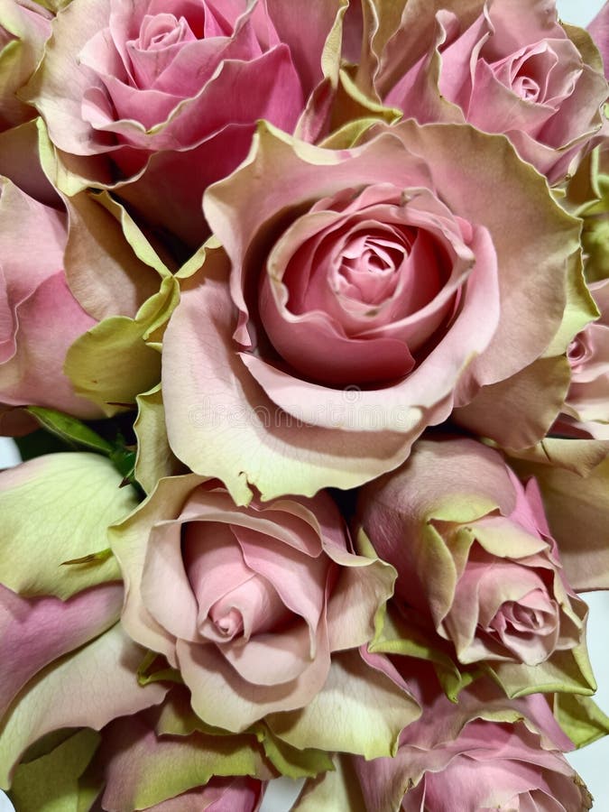 Doublecolor Stock Photos Free & RoyaltyFree Stock Photos from Dreamstime