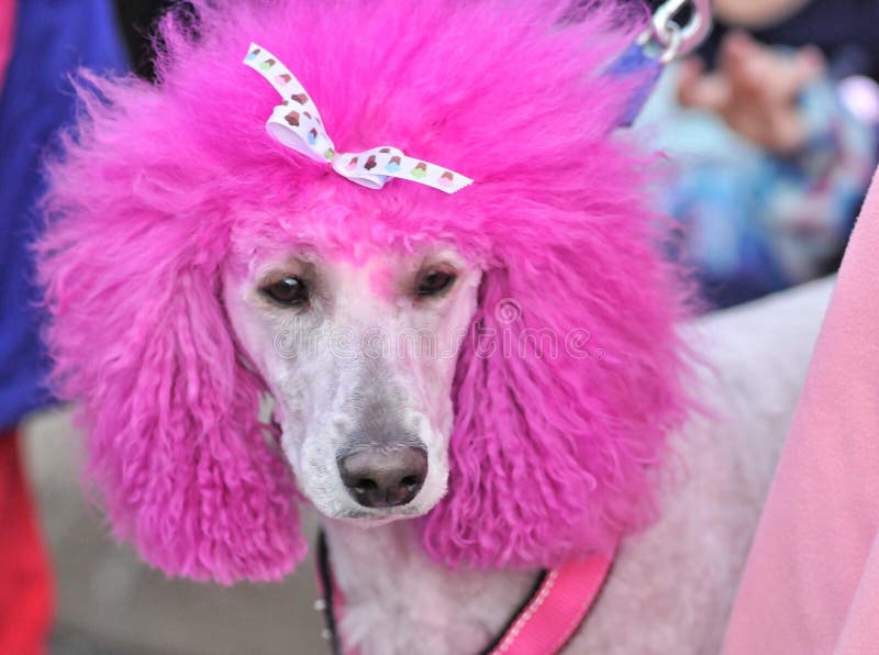 Pink haired poodle stock photo. Image of local, haired - 99724994