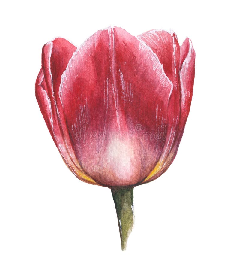 Pink Hand Drawn Watercolor Tulip On White Background Stock Illustration ...