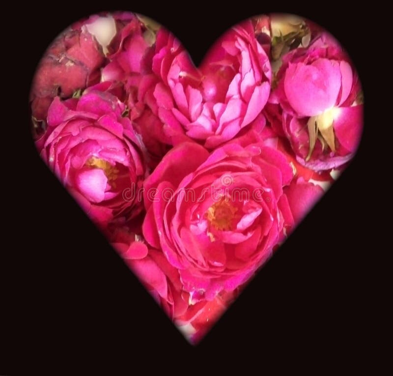 Pink Rose Flower Gulab Ka Phool Fresh Stock Image - Image of rose, flower:  205119505