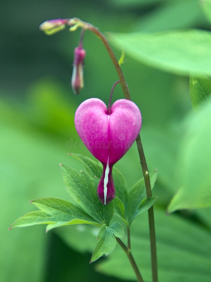 Pink Heart Flower stock image. Image of garden, floral 43043797