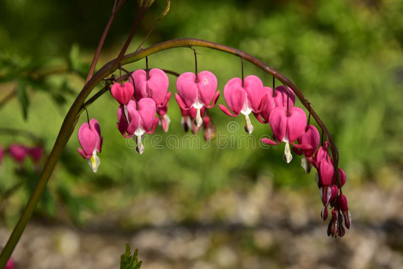 20+ Hearts And Flowers Plant