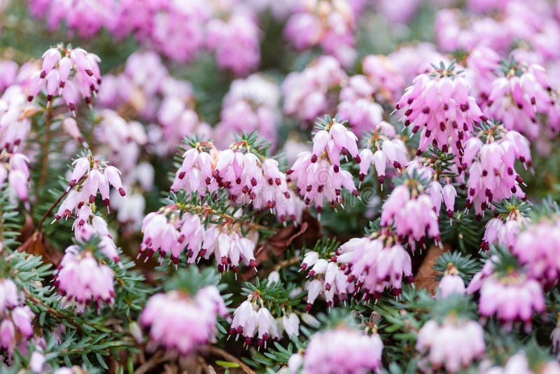 Pink heathers close up, detail of winter heather in flower. Heather close-up, winter flowering Kramers Red erica x darleyensis in a garden, UK royalty free stock image Pink heathers close up, detail of winter heather in flower. Heather close-up, winter flowering Kramers Red erica x darleyensis in a garden, UK royalty free stock image