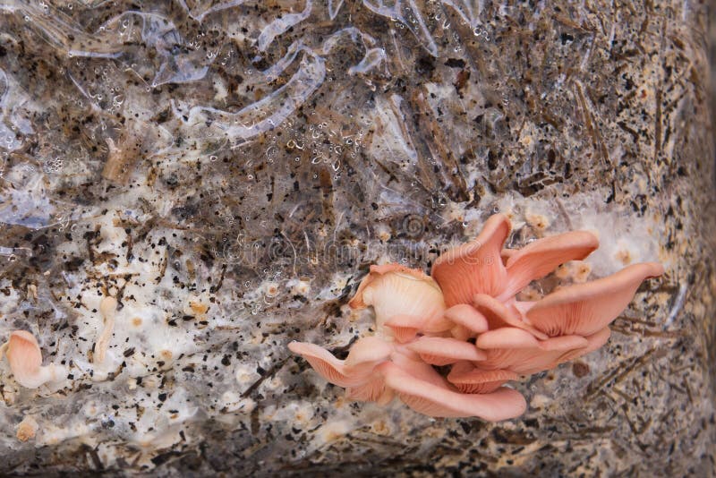 Pink heirloom oyster mushrooms Growing royalty free stock photography Pink heirloom oyster mushrooms Growing royalty free stock photography