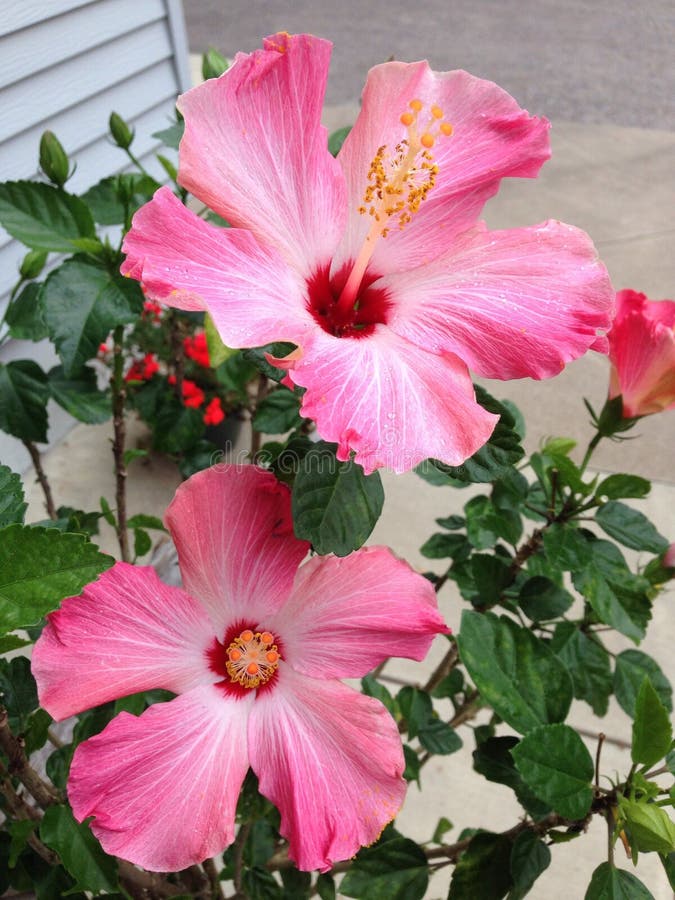 Pink hibiscus stock image. Image of pink, plants, flower 44815281