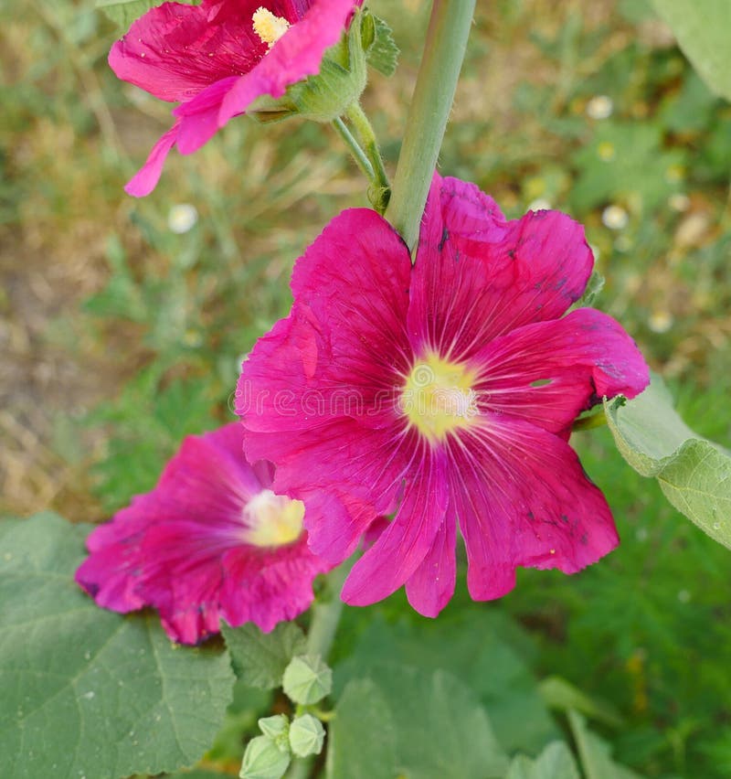 Pink Hibiscus Flower, Hibiscus Flower and Bees Closeup Stock Image