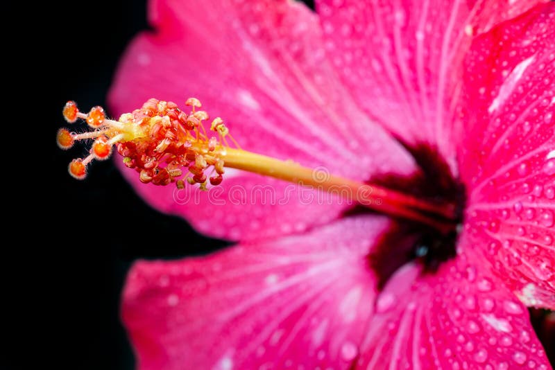 Pink Hibiscus Flower on Black Background Stock Photo Image of print
