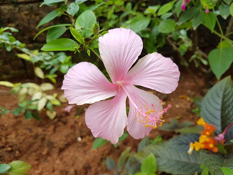 Pink hibiscus flower in the garden