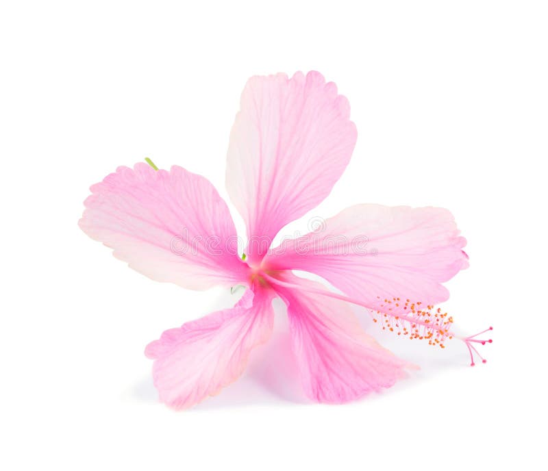 Pink hibiscus flower