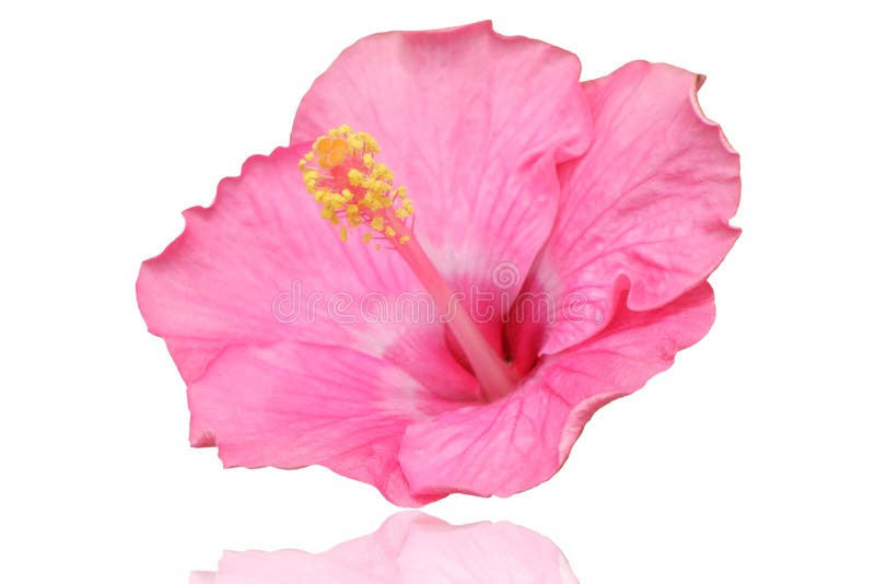 Pink hibiscus flower