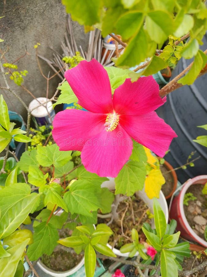 265 Hibiscus Plantation Stock Photos Free & RoyaltyFree Stock Photos