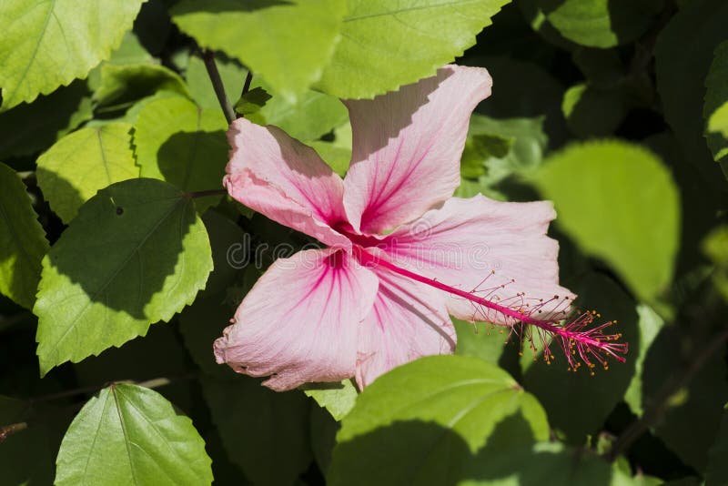 Pink hibiskusblomman arkivfoton Pink hibiskusblomman arkivfoton
