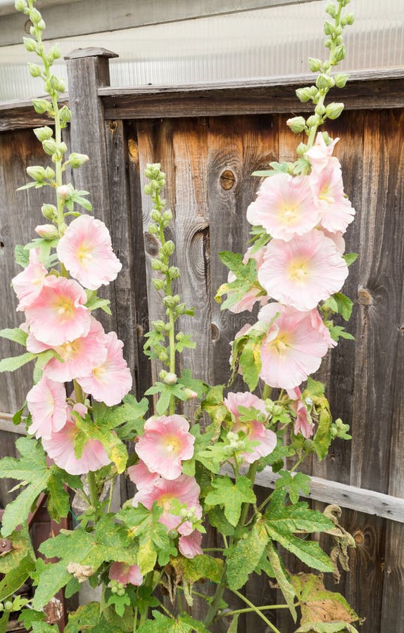 Pink Hollyhocks Against a Wooden Fence in a Garden Stock Photo - Image ...