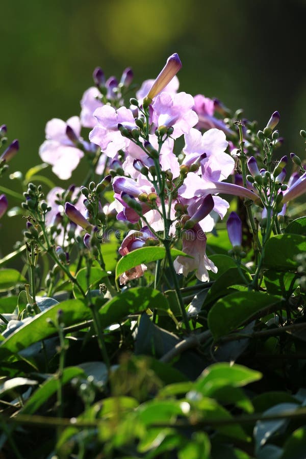 Pink horn flowers stock image. Image of plant, pink 105650977