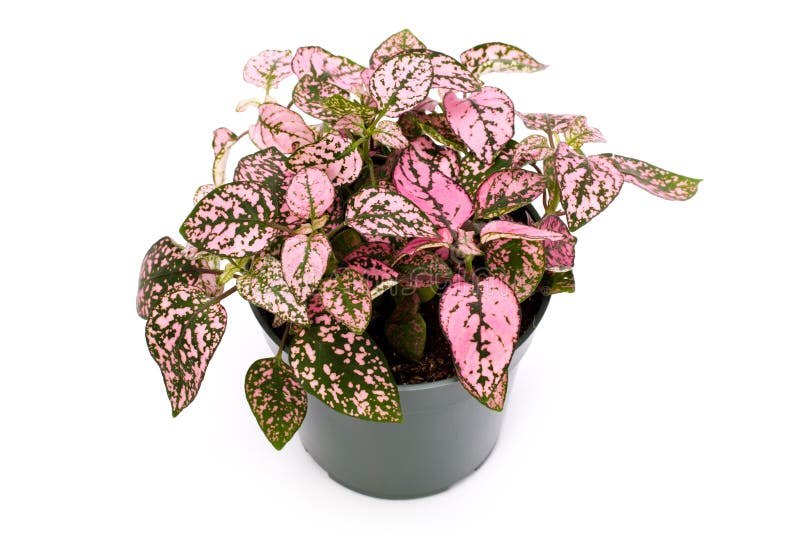 Pink Houseplant stock photo. Image of plant, green, nature - 3274292