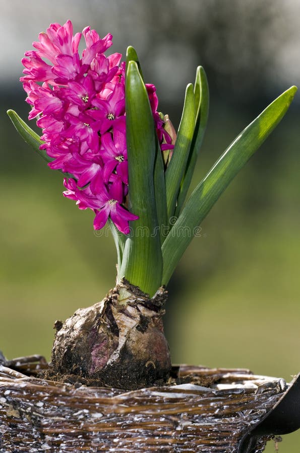 Pink hyacinth