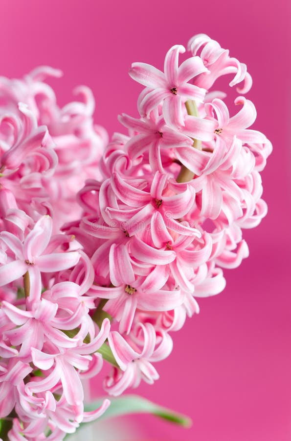 Buy Hyacinth Pink Pearl - Indoor (prepared) Hyacinth Bulbs online |  Marshalls – Marshalls Garden