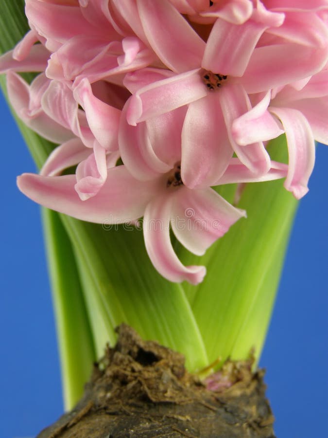 Pink hyacinth