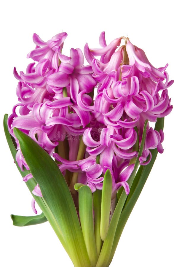 Pink Hyacinth