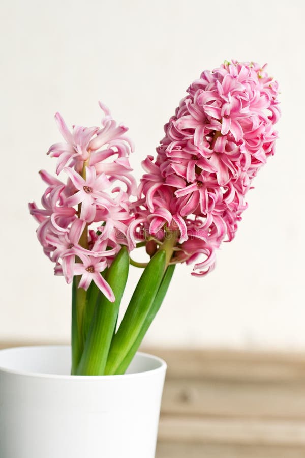 Pink hyacinth