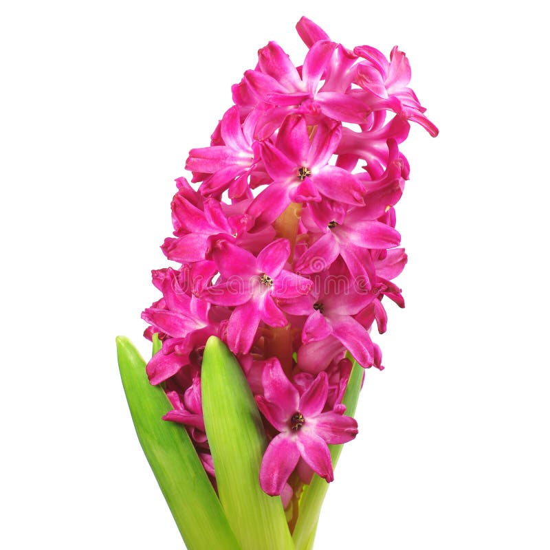 Pink hyacinth closeup