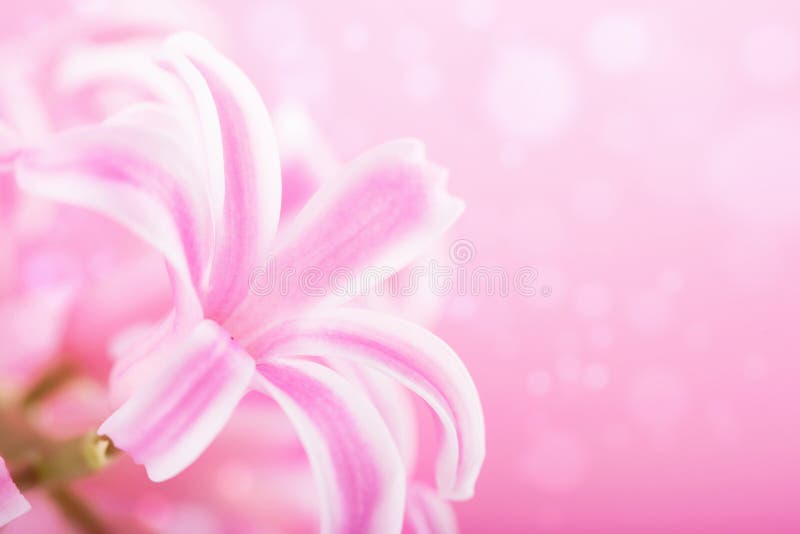 Pink hyacinth flower background