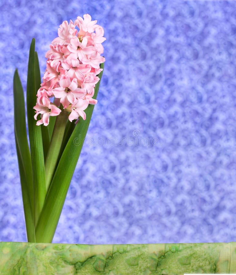 Pink hyacinth flower blossoms in the spring on a purple background