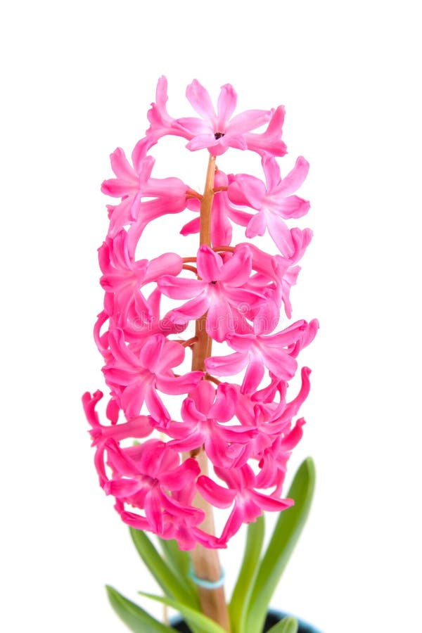 Pink hyacinth flower in closeup