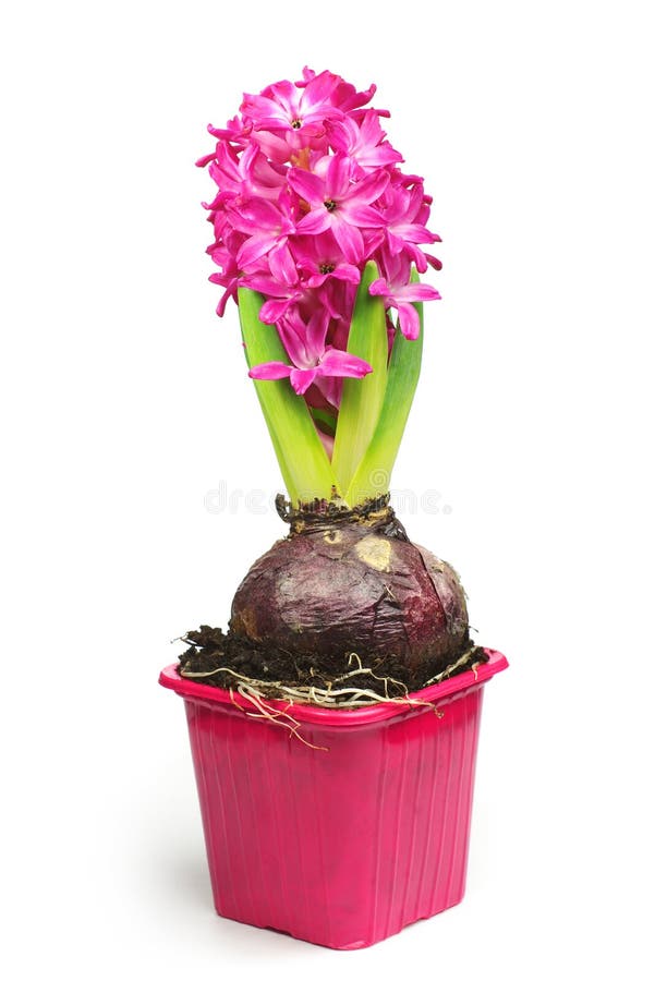 Pink hyacinth in flower pot