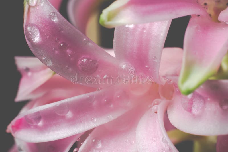 Pink Hyacinth Flowers Close Up Stock Photo - Image of flower, fresh ...