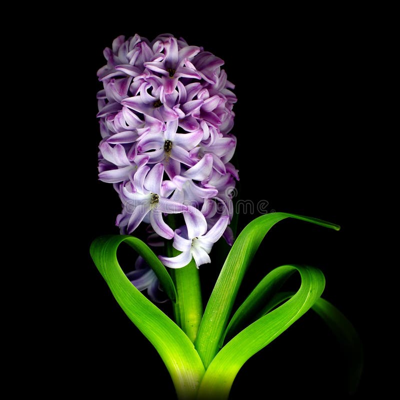 Pink hyacinth