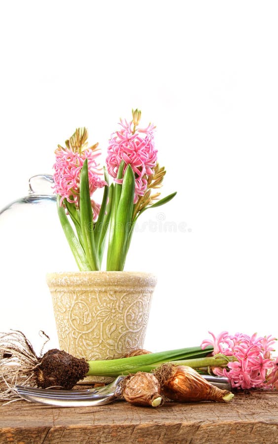 Spring Hyacinth Bulbs in Glass Containers Stock Photo Image of gift